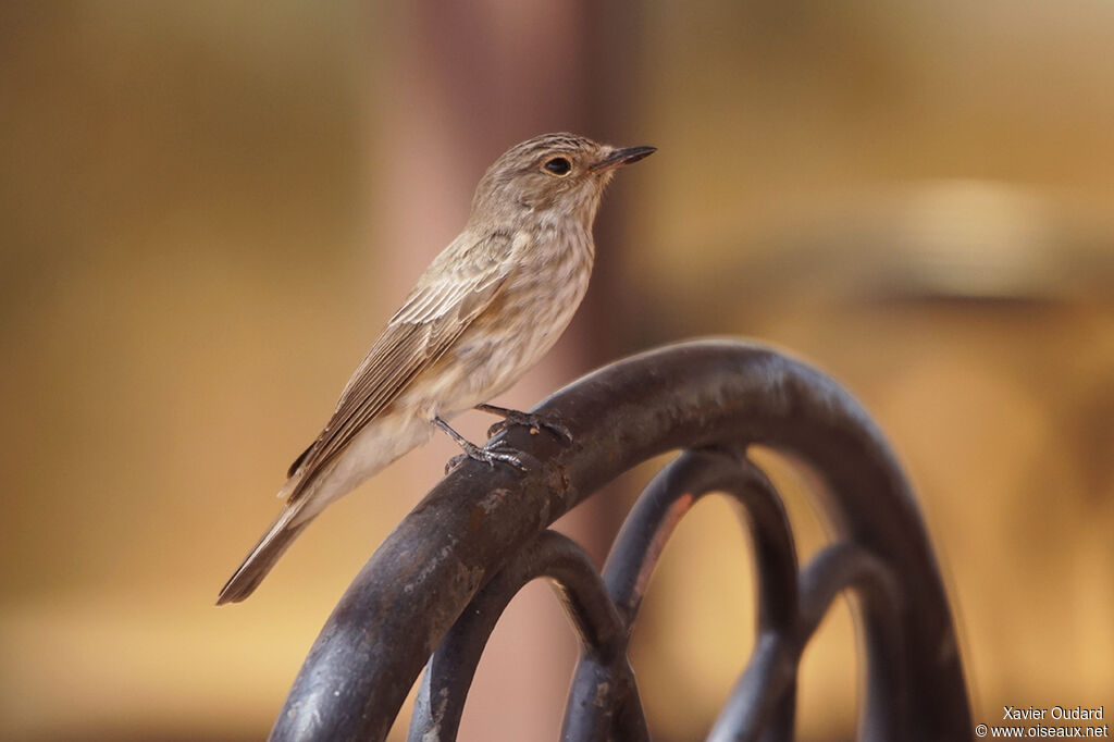 Spotted Flycatcher