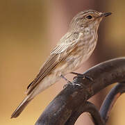 Spotted Flycatcher