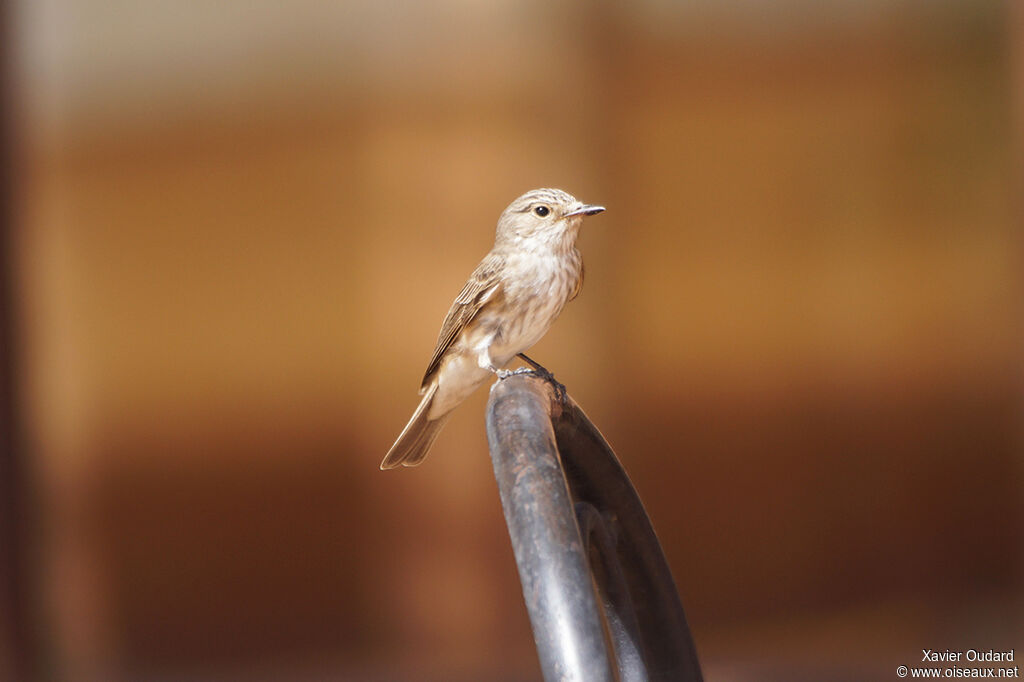 Spotted Flycatcher