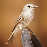 Spotted Flycatcher