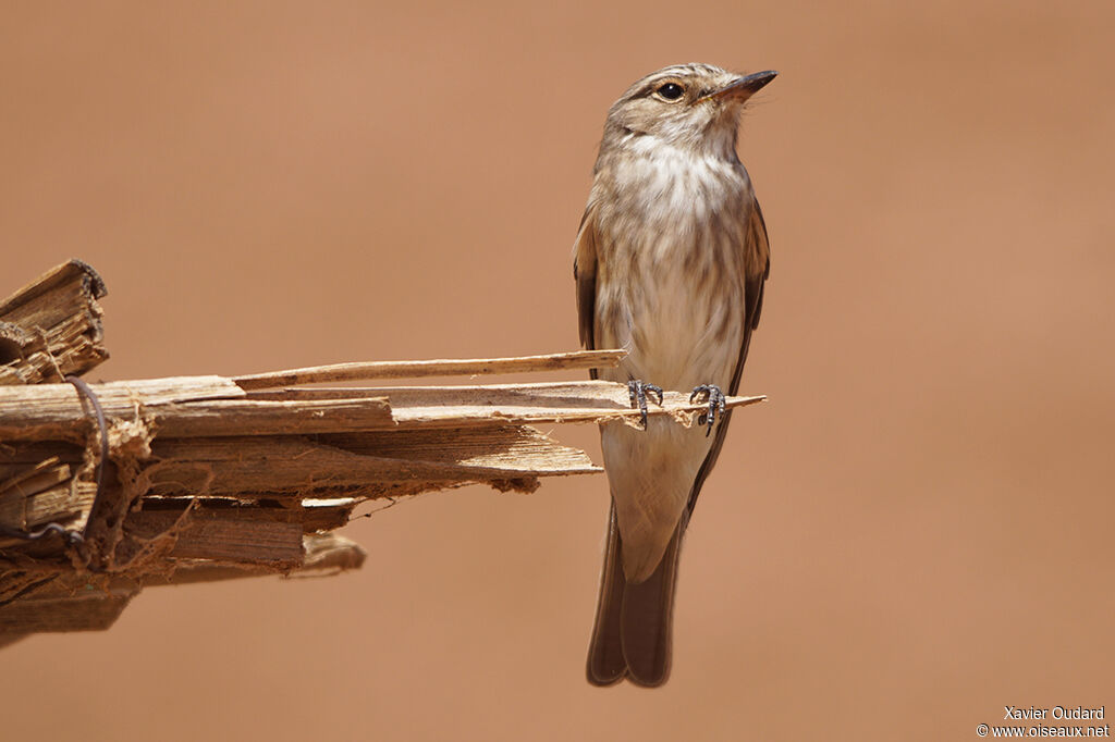 Spotted Flycatcher