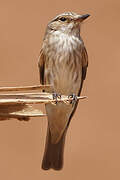 Spotted Flycatcher