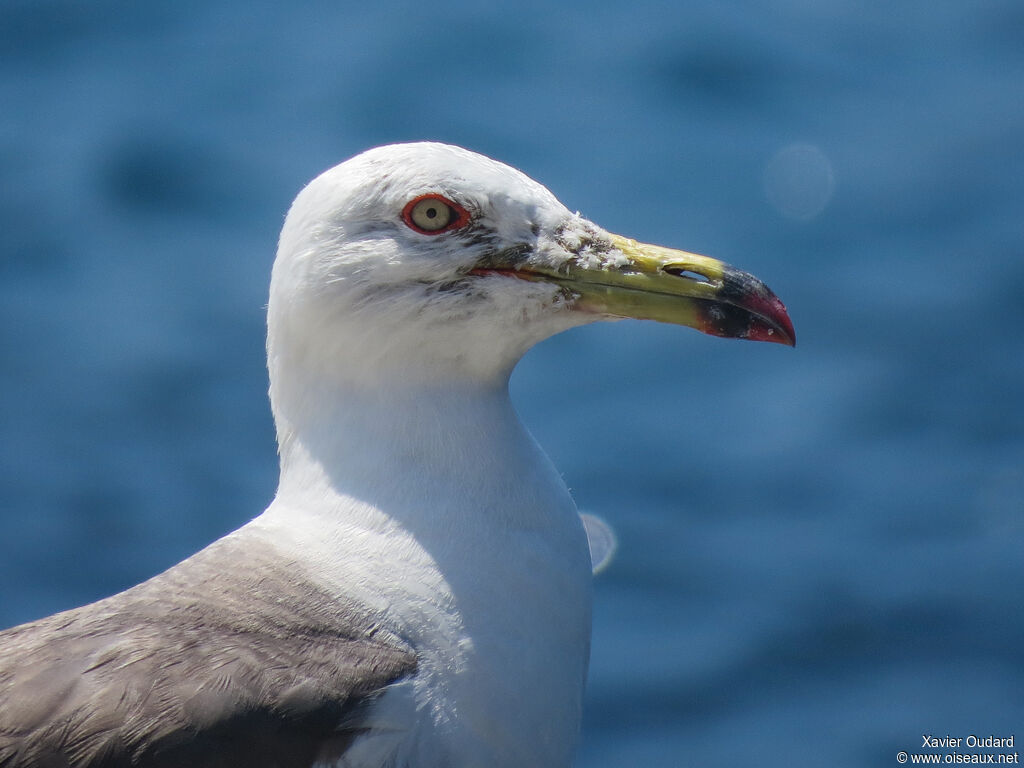 Black-tailed Gull