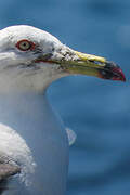 Black-tailed Gull