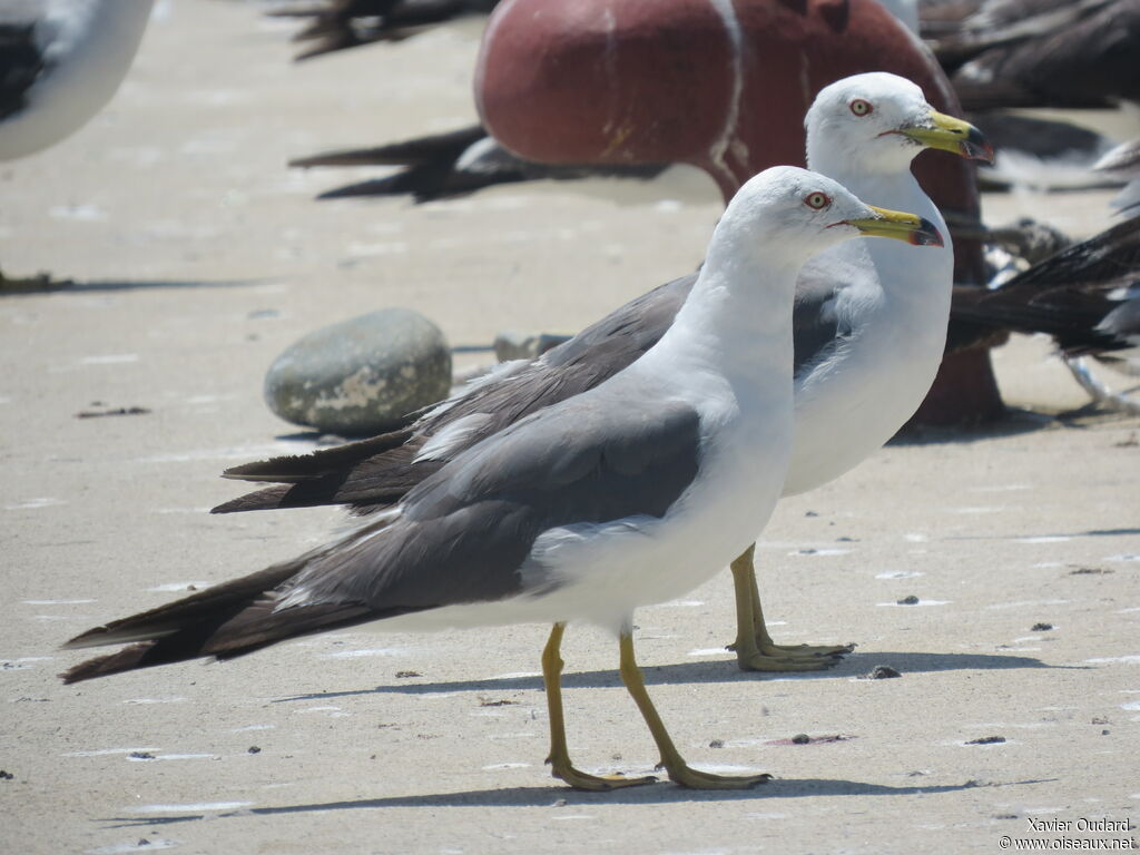 Black-tailed Gull