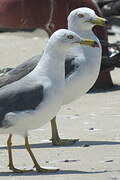 Black-tailed Gull