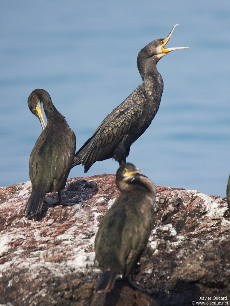 Grand Cormoranimmature