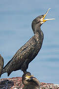 Great Cormorant