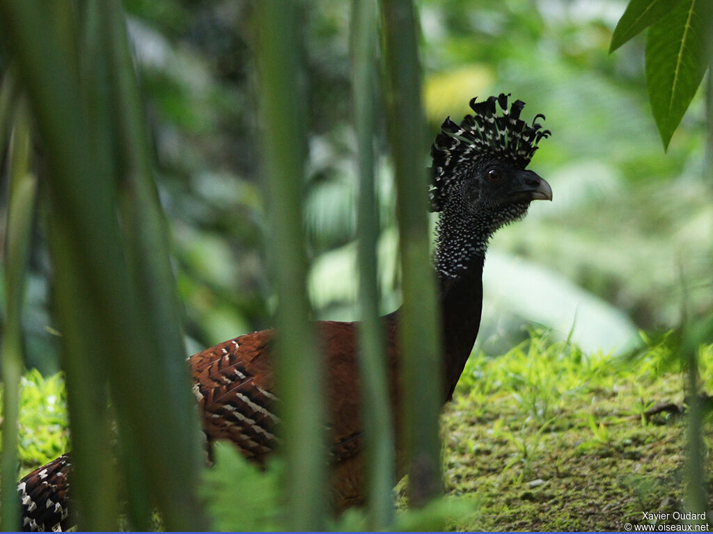 Great Curassow female adult