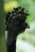 Great Curassow