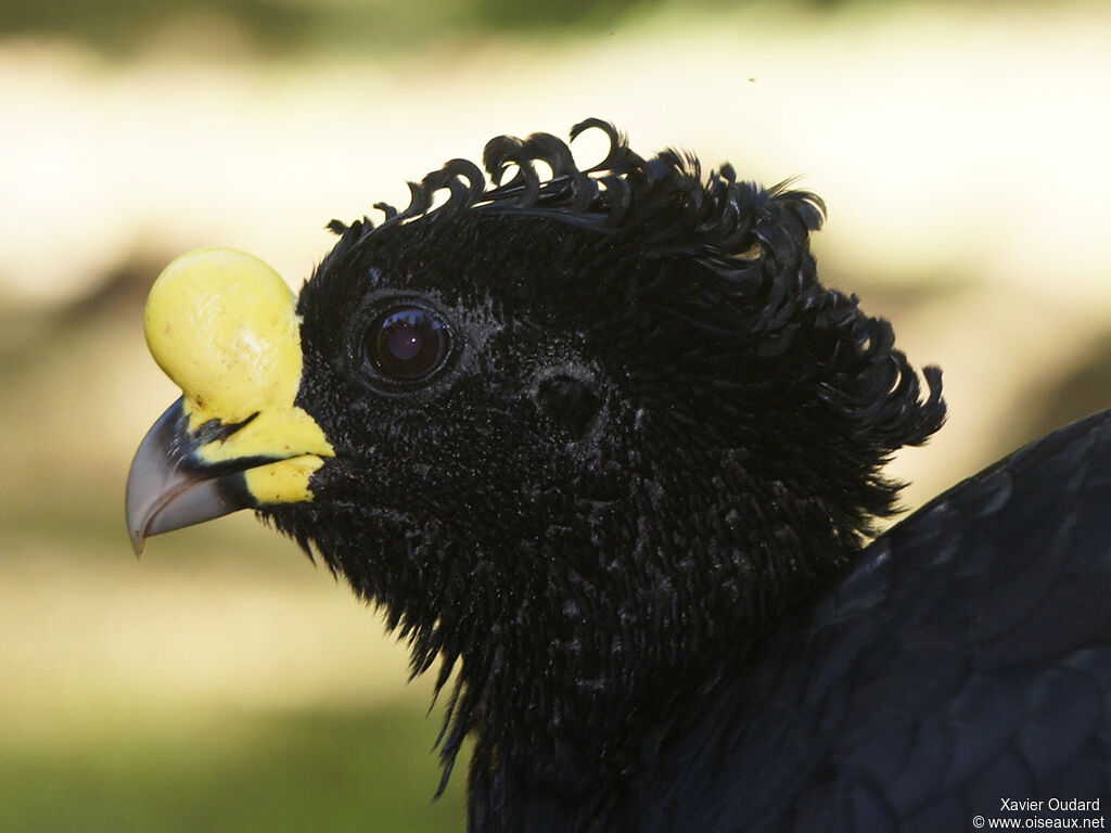 Great Curassow male adult