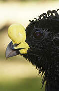 Great Curassow