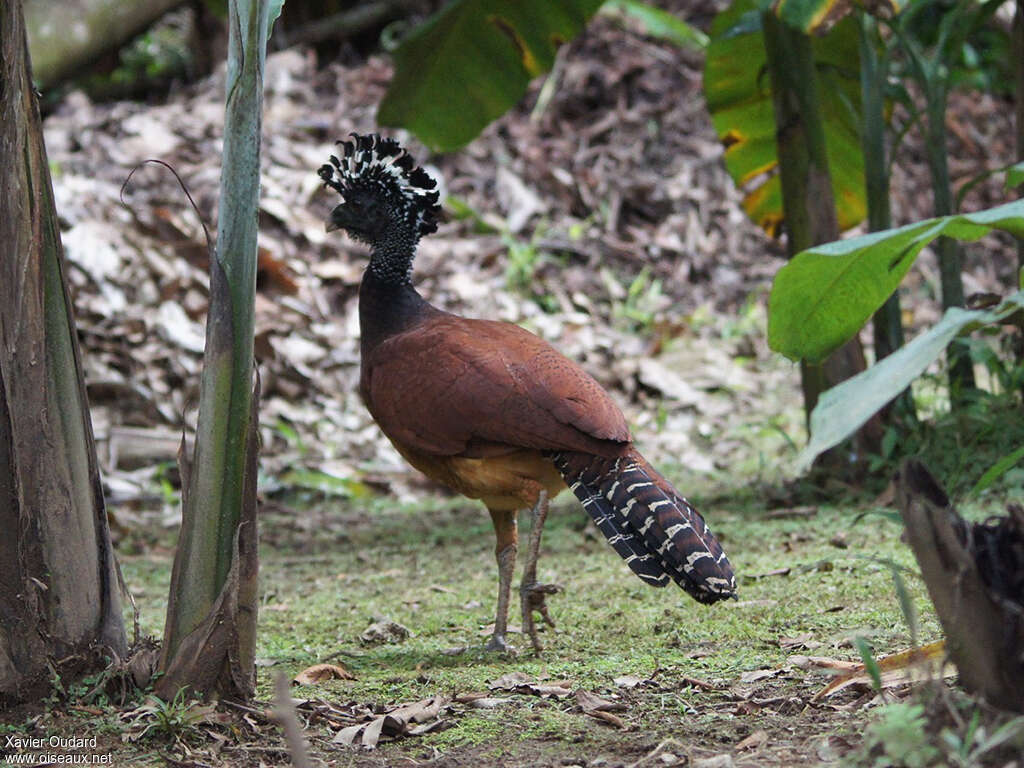 Great Curassow female adult, identification