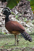 Great Curassow