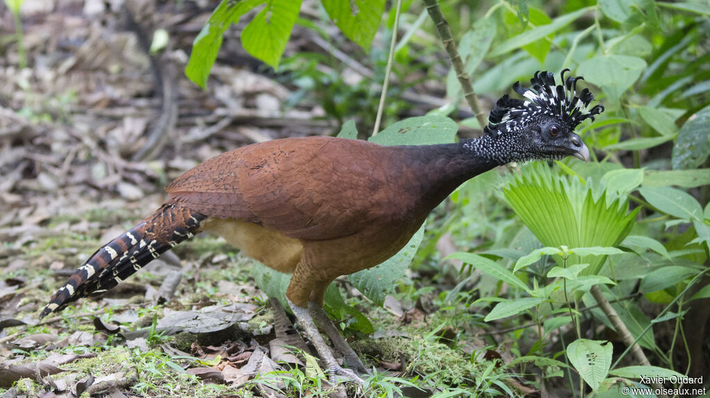 Great Curassow female adult