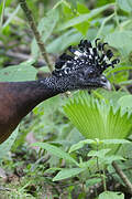 Great Curassow