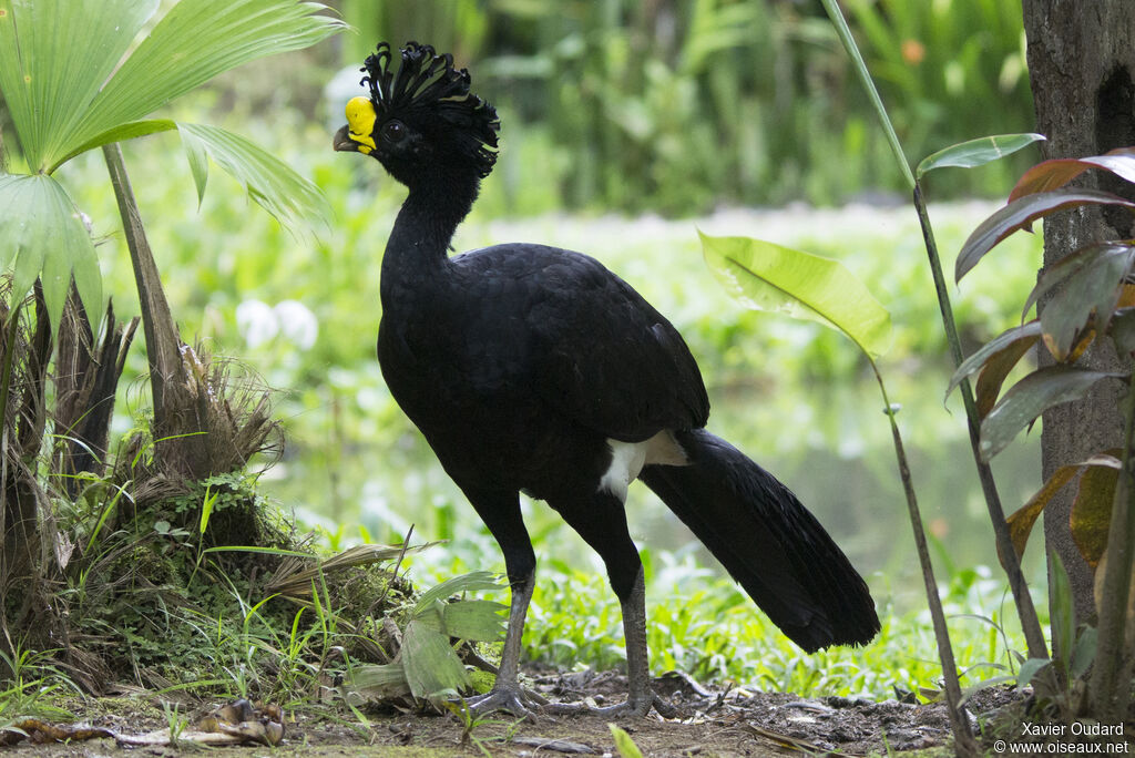 Great Curassow male adult