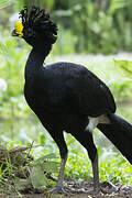 Great Curassow