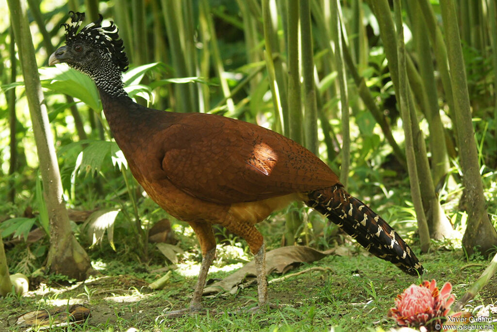 Great Curassow female