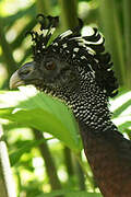 Great Curassow