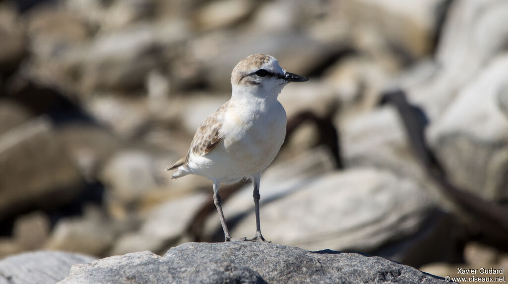 White-fronted Plover