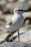 White-fronted Plover