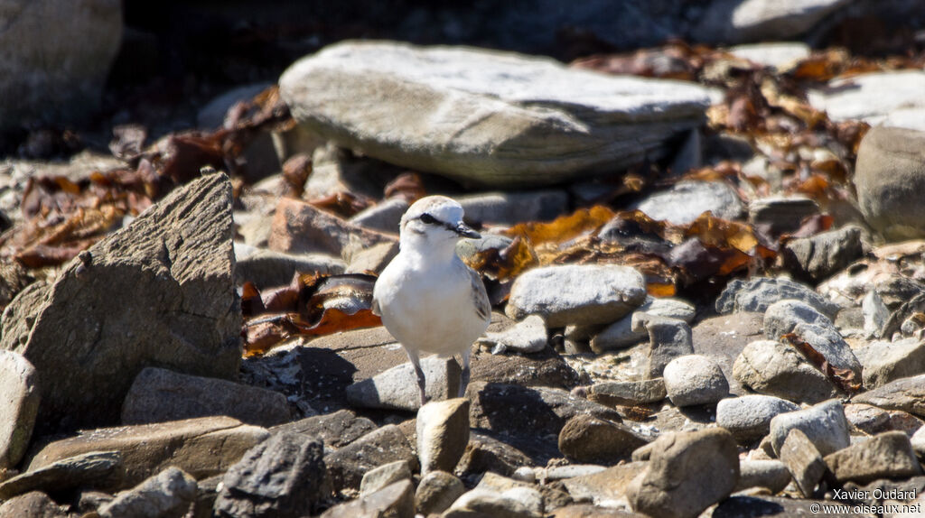 Gravelot à front blanc