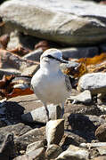 White-fronted Plover