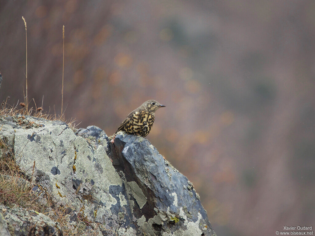 Mistle Thrush