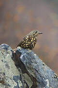 Mistle Thrush