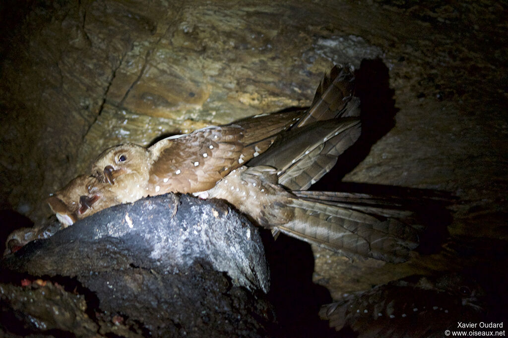 Guacharo des cavernes