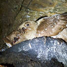 Guacharo des cavernes