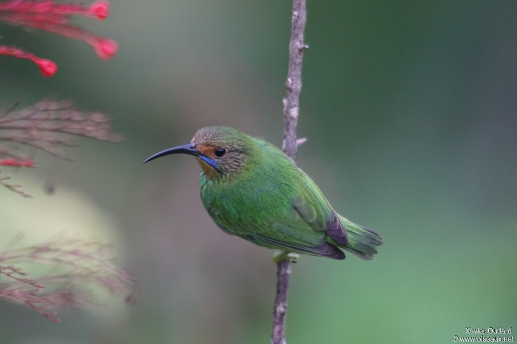 Purple Honeycreeper female