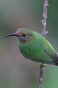 Purple Honeycreeper