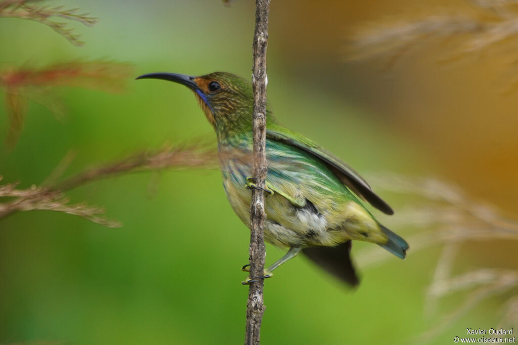 Purple Honeycreeper female