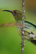 Purple Honeycreeper