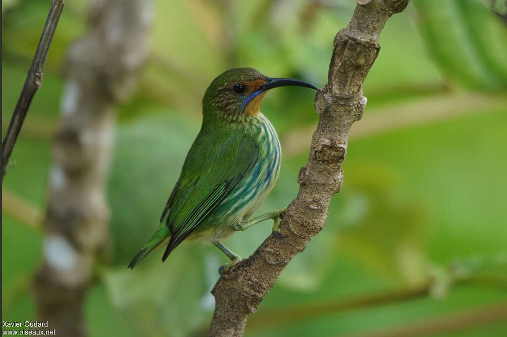 Guit-guit céruléen femelle adulte, identification