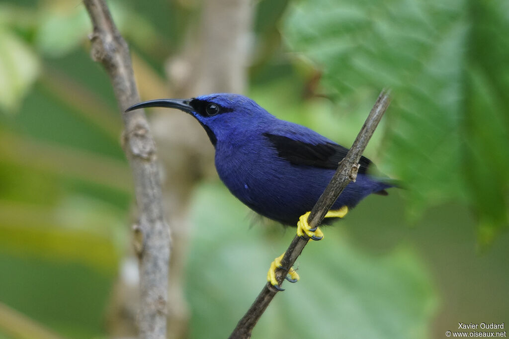 Purple Honeycreeper male