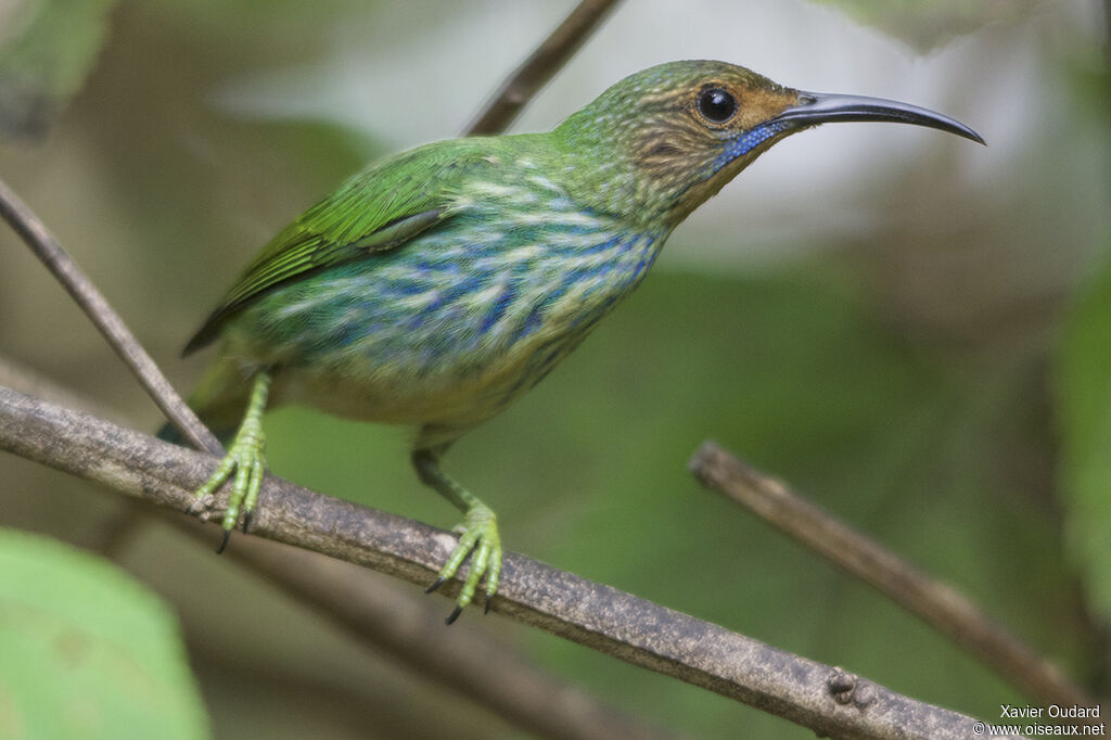 Purple Honeycreeper female