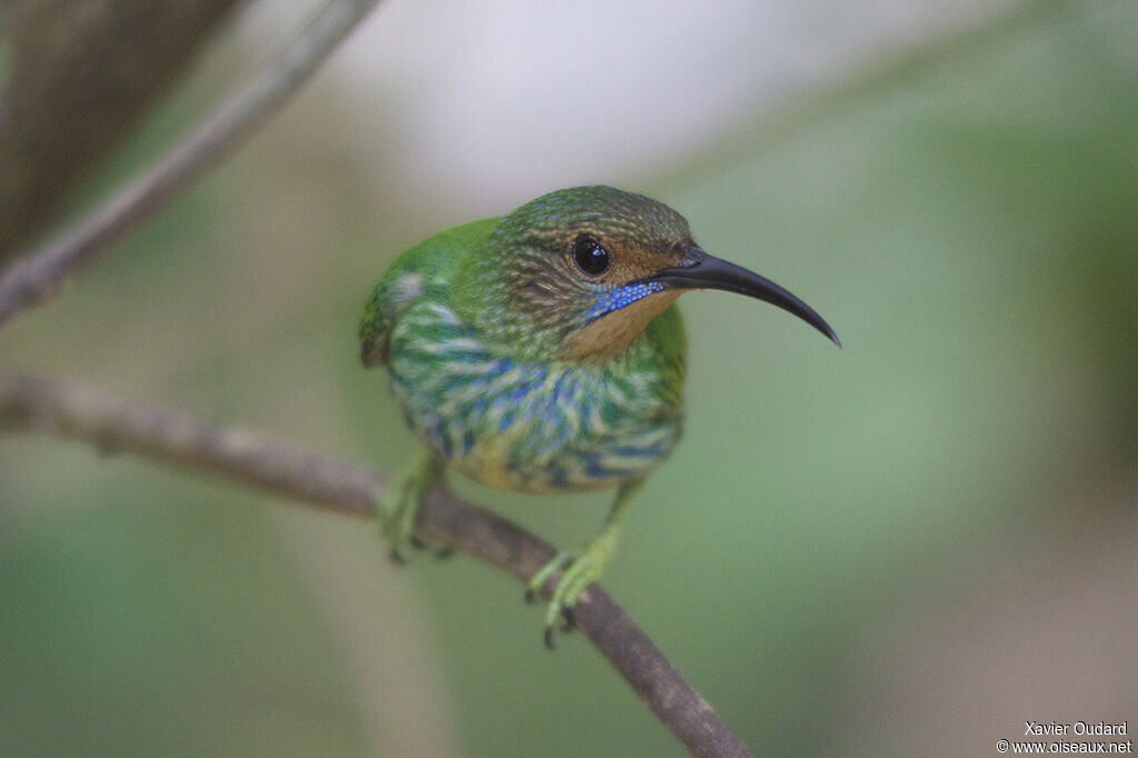 Purple Honeycreeper female