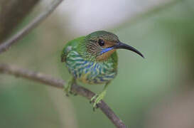 Purple Honeycreeper