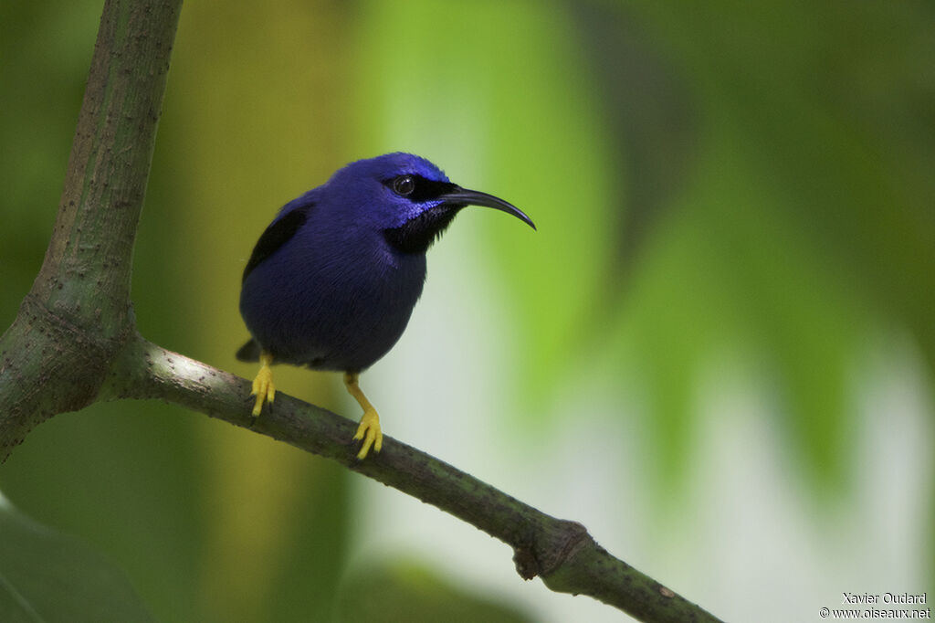 Purple Honeycreeper male