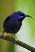 Purple Honeycreeper