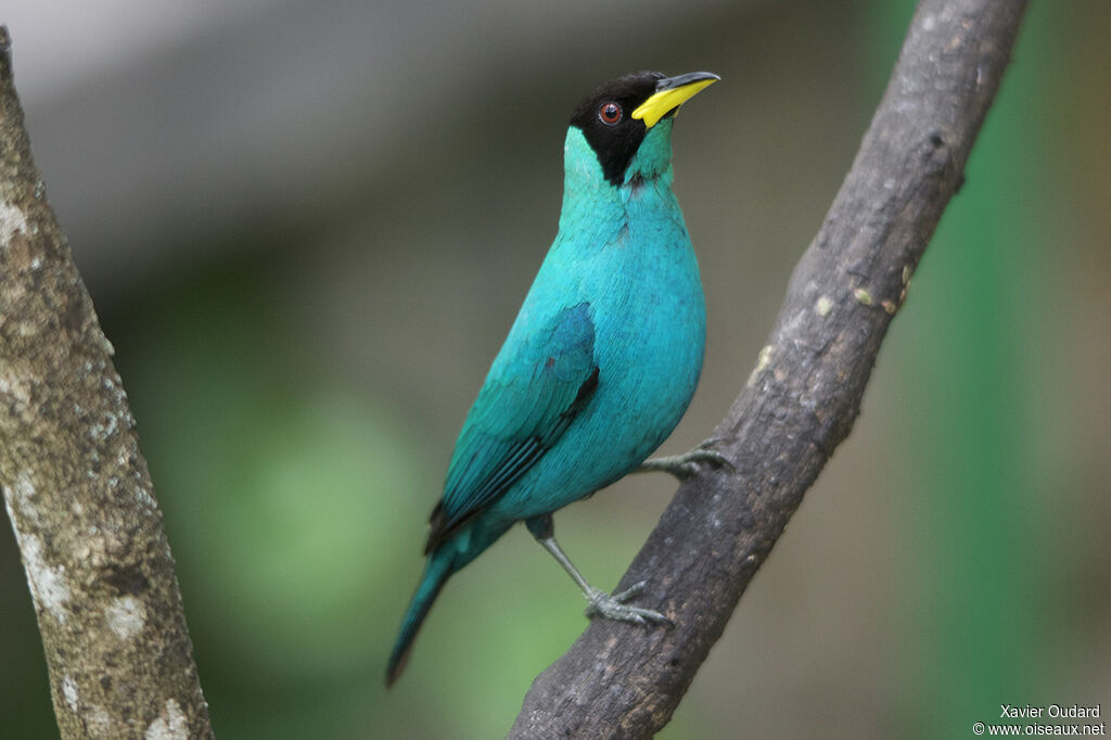 Green Honeycreeper male