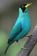 Green Honeycreeper