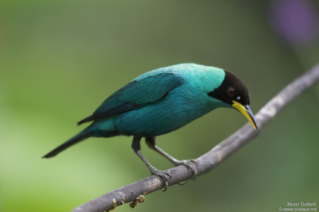 Green Honeycreeper male