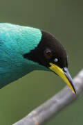 Green Honeycreeper