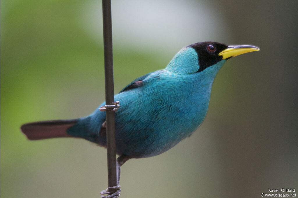 Green Honeycreeper male