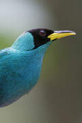 Green Honeycreeper