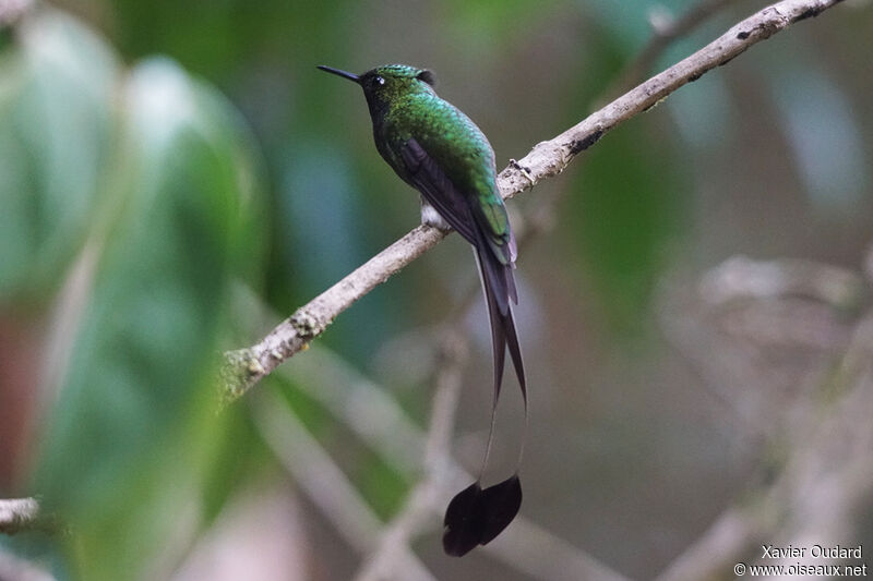 White-booted Racket-tail male